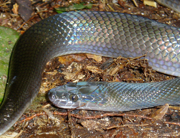 Lamprophis fuliginosus 2